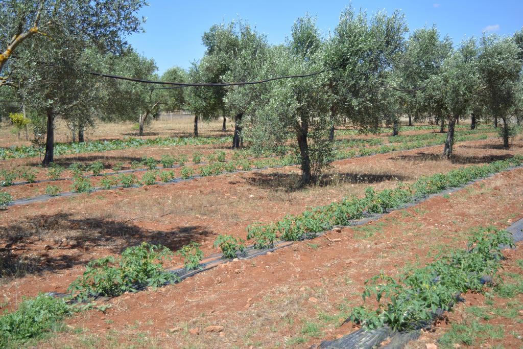 Agriturismo "Terra D'Ulivi" Porto Cesareo Exterior photo